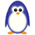 Book Your Low Head Penguin Tour Here